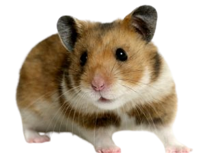 Hamster